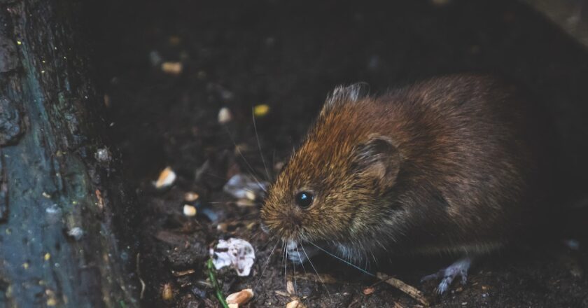 How To Identify A Rodent Infestation At Your Place