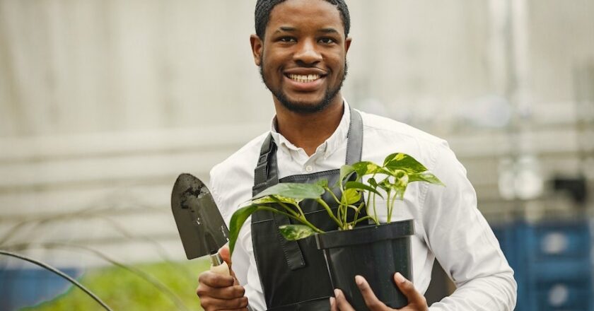 Is A Pothos Plant Good For Your Aquarium And Home?