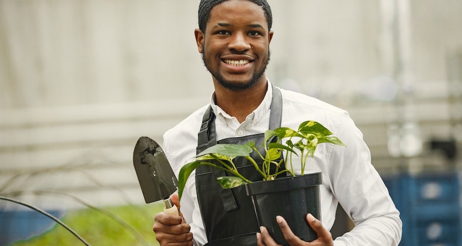 Is A Pothos Plant Good For Your Aquarium And Home