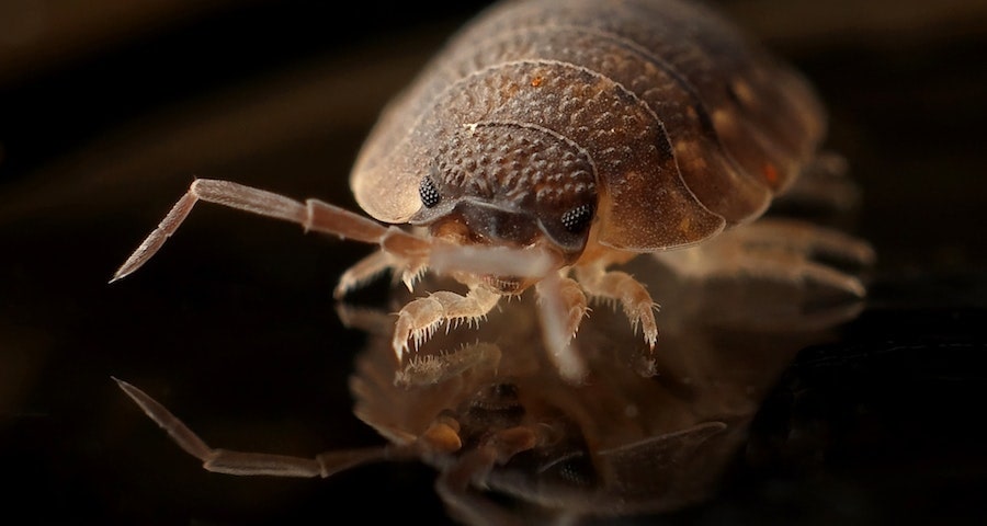 Say Goodbye To Bedbug Problems