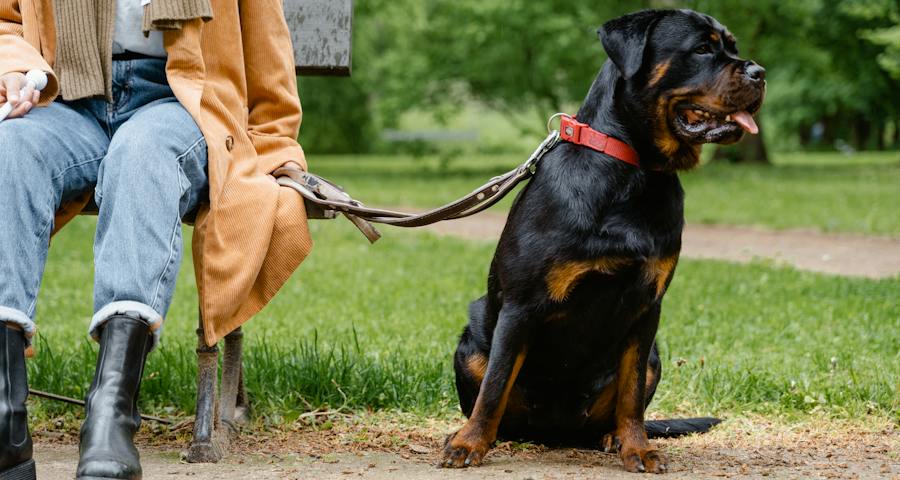 Some Things You Should Know About Raising Rottweilers