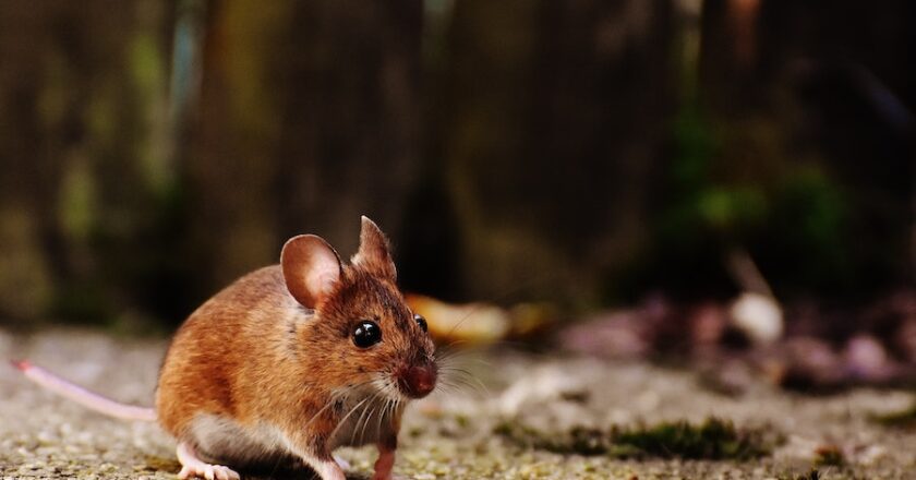 Top Five Rodent Control Methods In Long Island