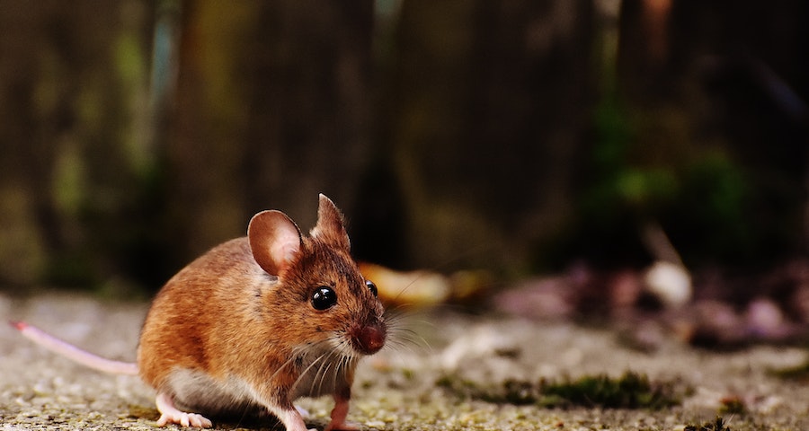 Top Five Rodent Control Methods In Long Island