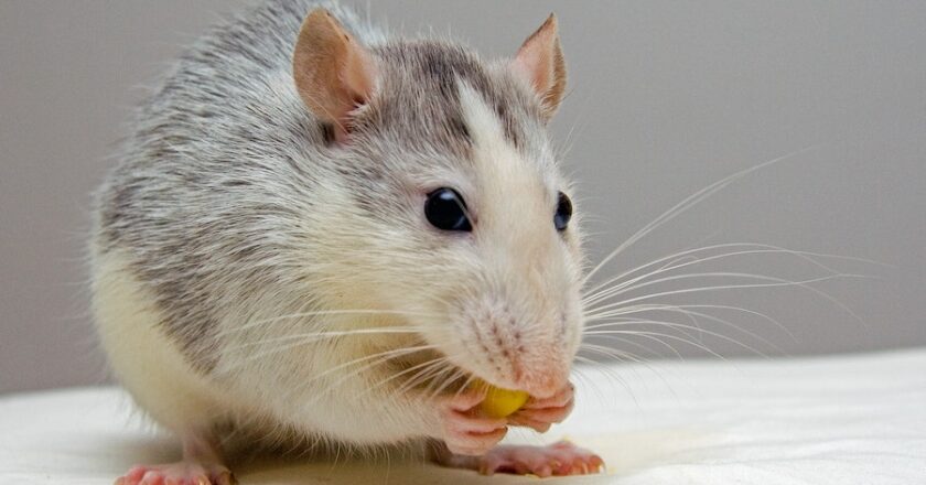 Warning Signs Of Mice Infestation You Shouldn’t Ignore