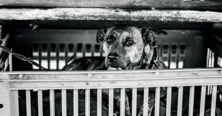 A Comprehensive Guide For Selecting Indestructible Heavy-Duty Dog Crates