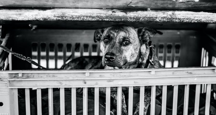 Selecting Indestructible Heavy-Duty Dog Crates