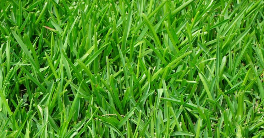 The Ultimate Guide to Pulling Up St Augustine Grass