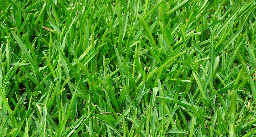 Guide to Pulling Up St Augustine Grass